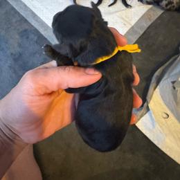 Meteor - Black and white male Aussiedoodle puppy in Columbia Falls, Montana from Firefly Aussies & Aussiedoodles