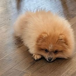Boy 2 - Orange sable male Pomeranian puppy in Cocoa, Florida from Pom Coast Pomeranians