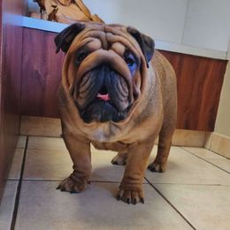 Sage - Bulldog