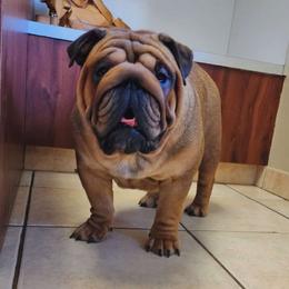Sage - Bulldog