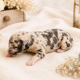 Eowyn - Harlequin female Great Dane puppy in Citra, Florida from AEW Farm