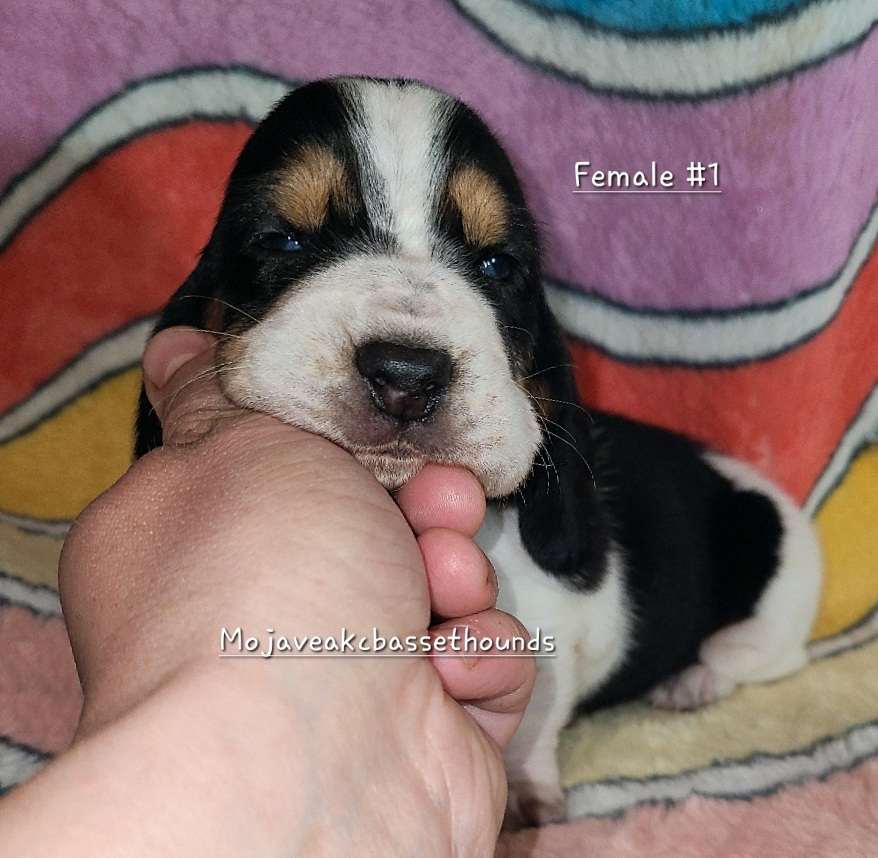 Girl 1 - Basset Hound puppy from Mojave AKC Basset Hounds