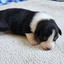 Nova - Black tri-color female Australian Shepherd puppy in Athens, Tennessee from Mimi's Aussie