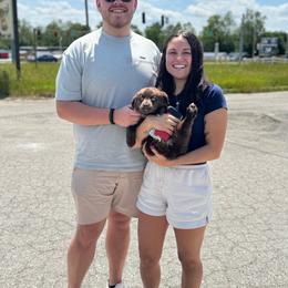 Pebbles - Red & white female Australian Shepherd puppy in Laotto, Indiana from Circle B working Aussies