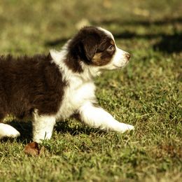 Boy 1 - Red tri-color male Miniature American Shepherd puppy in Franklinville, North Carolina from Fine Hill Miniature Americans