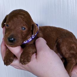 Hazel - Red  female Poodle puppy in Abilene, Texas from Mesquite Kennels