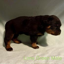 Rottweiler Puppies from Lindsay Boorman