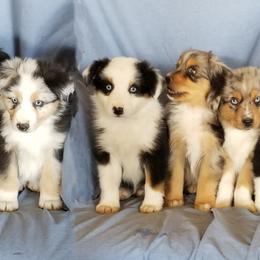 Miniature Australian Shepherd puppies from WGI Aussies