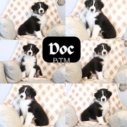 Doc - Black tri-color male Australian Shepherd puppy in Keytesville, Missouri from Dogwood Lane Canine