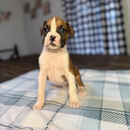 Boy 1 - Fawn male Boxer puppy in Prestonsburg, Kentucky from Bre’s Boxers