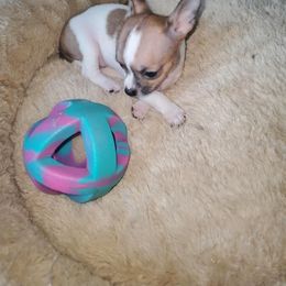 Chihuahua Puppies from Maldonado Pet Life Breeder LLC.