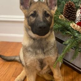 Cali - Sable German Shepherd puppy in Allen Park, Michigan from Honeycutt Haus Shepherds