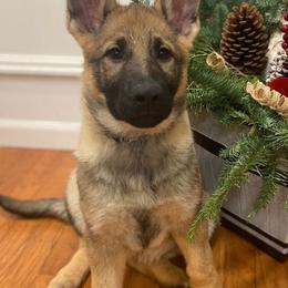 Cali - Sable German Shepherd puppy in Allen Park, Michigan from Honeycutt Haus Shepherds