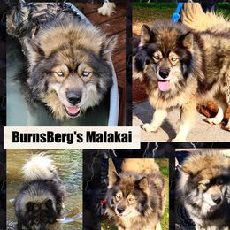 Malakai - Siberian Husky