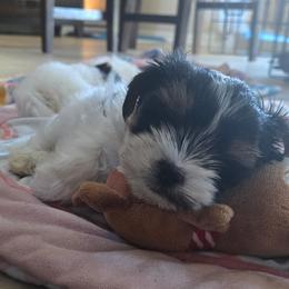 Biewer Terrier and Yorkshire Terrier Puppies from Treasures of Neptune Cove