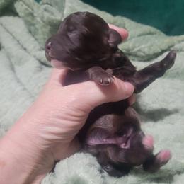 Java - Brown female Poodle puppy in Arkansas from Harper's Pups