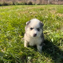 Reign - Black and white female Pomsky puppy in Bucyrus, Missouri from Hill Top Pomskies