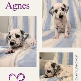 Agnes - White and black female Dalmatian puppy in Chehalis, Washington from Dalmatian Vacation