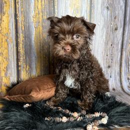Carrie - Chocolate, tan and white female Yorkshire Terrier puppy in Tulsa, Oklahoma from Conns Cuddly Canines
