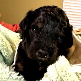 Buzz - Phantom male Bernedoodle puppy in Mint Hill, North Carolina from Ball-Y-Hoo Bernedoodles