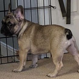 Girl 3 - Fawn French Bulldog puppy in Providence, Rhode Island from Zoomie Zone RI
