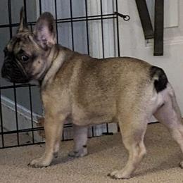 Girl 3 - Fawn French Bulldog puppy in Providence, Rhode Island from Zoomie Zone RI
