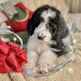 OREO - black and white girl - Black and white female Bernedoodle puppy in Lookout, California from Remington Kennels, LLC