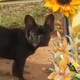 French Bulldogs from TLC Frenchies
