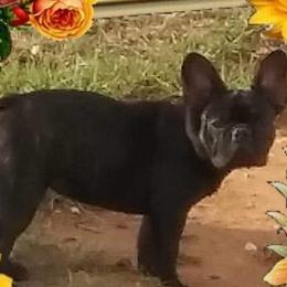 French Bulldogs from TLC Frenchies