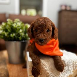 Austin - Red  male Goldendoodle puppy in Alamance County, North Carolina from Doodle Squad Puppies