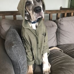 Great Dane Puppies from Buffalo Creek Great Danes