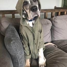 Great Dane Puppies from Buffalo Creek Great Danes