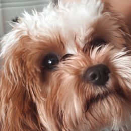 Cavatzus and Shih Tzus from Charming Woofs