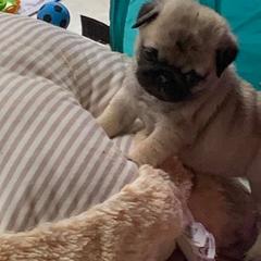 Pugs from Kensington Pugs