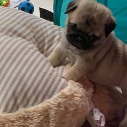 Pugs from Kensington Pugs