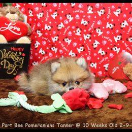 Pomeranian Puppies from Port Bee Pomeranian’s