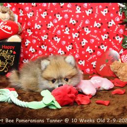 Pomeranian Puppies from Port Bee Pomeranian’s