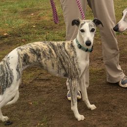 Emma  - Whippet