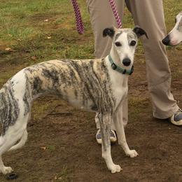 Emma  - Whippet