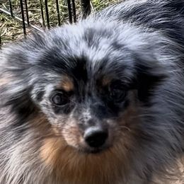Melody - Pomeranian