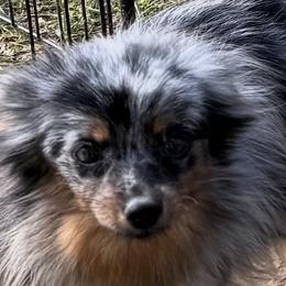 Melody - Pomeranian