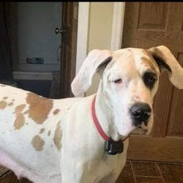 Lottie - Great Dane