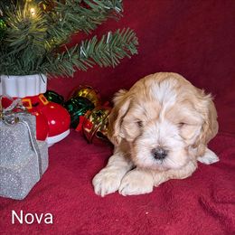 Nova Lee - Cream female Cockapoo puppy in Sunset, Louisiana from Cano Cockapoos