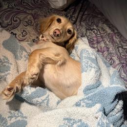 Bam Bam - Dachshund