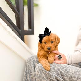 Gemma - Red  female Goldendoodle puppy in Salem, Utah from Karmadoodlee