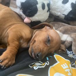 Dachshund Puppies from Army of Dachshunds