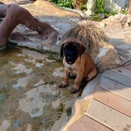 Mastiff Puppies from Peter Moser's Mastiffs
