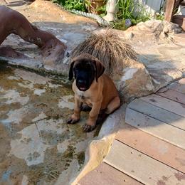 Mastiff Puppies from Peter Moser's Mastiffs