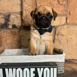 Green-teal collar - Fawn male Pug puppy in Tucson, Arizona from Furever Friends