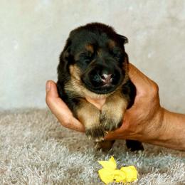 Yellow collar - Black and red female German Shepherd puppy in Stockton, California from Zaragoza German Shepherds